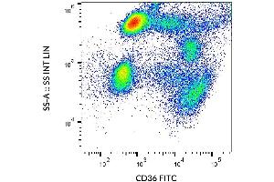 Surface staining of CD36 in human peripheral blood with anti-CD36 (CB38) FITC. (CD36 antibody  (FITC))