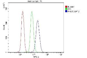 anti-Peroxiredoxin 3 (PRDX3) (AA 110-256) antibody