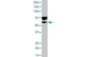 SEPT9 MaxPab polyclonal antibody. (Septin 9 antibody  (AA 1-568))