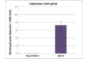 Histone H3K27me3 antibody (pAb) tested by ChIP. (Histone 3 antibody  (H3K27me3))