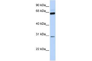 WB Suggested Anti-NEUROG1 Antibody Titration:  0. (Neurogenin 1 antibody  (C-Term))