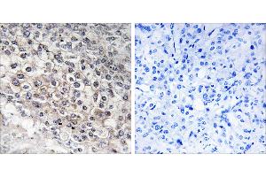 Peptide - + (CYP2W1 antibody)