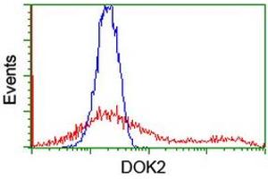 HEK293T cells transfected with either RC207621 overexpress plasmid (Red) or empty vector control plasmid (Blue) were immunostained by anti-DOK2 antibody (ABIN2454864), and then analyzed by flow cytometry. (DOK2 antibody)
