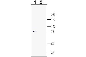 Western blot analysis of human SH-SY5Y neuroblastoma cell line lysates:1.