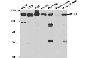 Western blot analysis of extracts of various cell lines, using HELLS antibody (ABIN5973444) at 1/1000 dilution. (HELLS antibody)