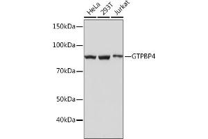 GTPBP4 antibody