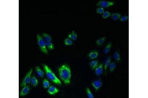 Immunofluorescent analysis of HepG2 cells using ABIN7164009 at dilution of 1:100 and Alexa Fluor 488-congugated AffiniPure Goat Anti-Rabbit IgG(H+L) (KCNS2 antibody  (AA 1-183))