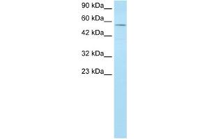WB Suggested Anti-MLLT1 Antibody Titration:  1. (MLLT1 antibody  (Middle Region))