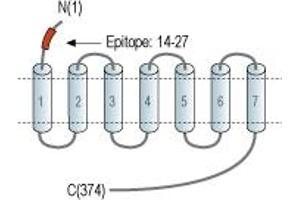 Representative domain view of the target of ABIN7043618.