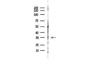 Western blot analysis of lysates from Mouse liver, using DARPP32 Antibody at 1/1000 dilution.