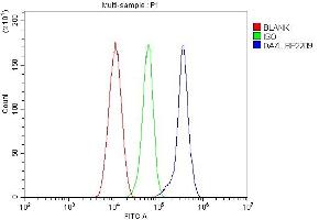 anti-Deleted in Azoospermia-Like (DAZL) (AA 34-281) antibody