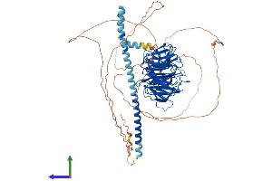 AlphaFold protein structure predicition of Human Recombinant TLE1 Protein, UniprotID Q04724 (TLE1 Protein (AA 1-770) (His tag))