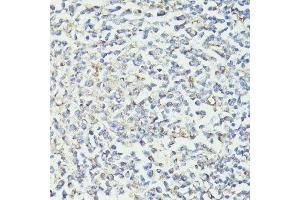 Immunohistochemistry (Paraffin-embedded Sections) (IHC (p)) image for anti-CD33 (CD33) (AA 49-259) antibody (ABIN3022816)
