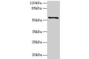 Western blot All lanes: TMEM161A antibody at 1 μg/mL + PC-3 whole cell lysate Secondary Goat polyclonal to rabbit IgG at 1/10000 dilution Predicted band size: 54, 42 kDa Observed band size: 54 kDa (TMEM161A antibody  (AA 29-98))