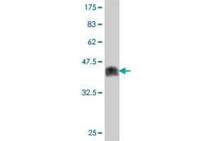 Western Blot detection against Immunogen (38. (ZNF274 antibody  (AA 420-530))