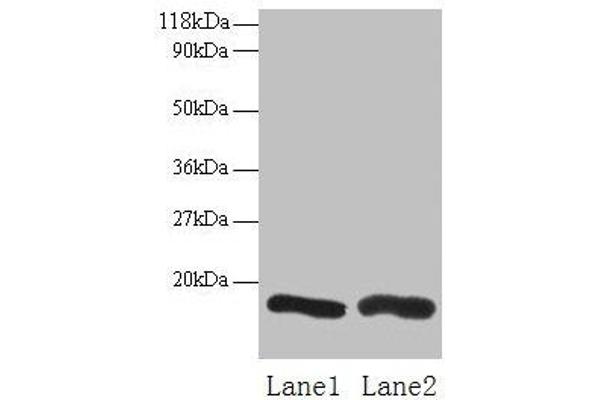 CHMP2A antibody  (AA 1-222)