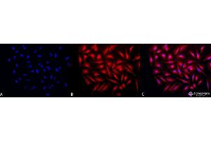 Immunocytochemistry/Immunofluorescence analysis using Rabbit Anti-GRP94 Polyclonal Antibody . (GRP94 antibody  (C-Term) (APC))