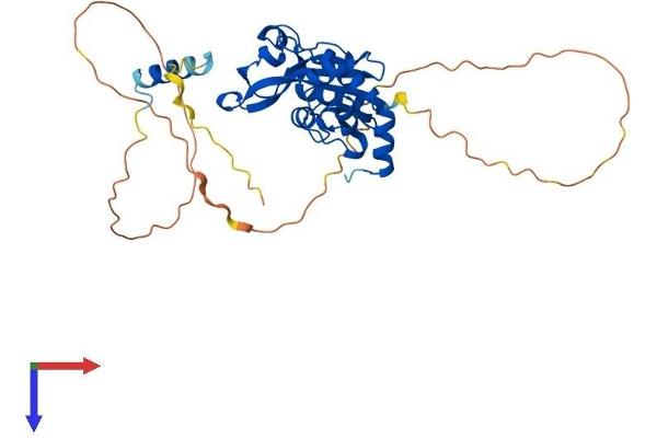 ISG20L2 Protein (AA 1-353) (His tag)
