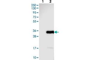 Western blot analysis of Lane 1: Negative control (vector only transfected HEK293T lysate), Lane 2: Over-expression Lysate (Co-expressed with a C-terminal myc-DDK tag (~3. (ARHGEF38 antibody)