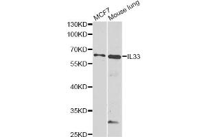 Western blot analysis of extracts of various cell lines, using IL33 antibody (ABIN6290531) at 1:1000 dilution. (IL-33 antibody)