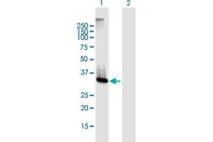 Western Blot analysis of ABHD6 expression in transfected 293T cell line by ABHD6 MaxPab polyclonal antibody. (ABHD6 antibody  (AA 1-337))