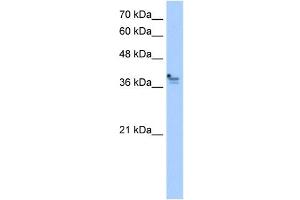 PCMTD1 antibody used at 2. (PCMTD1 antibody)