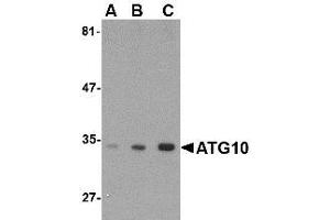 Image no. 1 for anti-Autophagy Related 10 (ATG10) (C-Term) antibody (ABIN1492176) (ATG10 antibody  (C-Term))