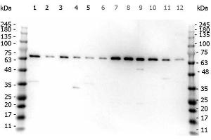 Western Blot of Rabbit anti-FANCG antibody. (FANCG antibody  (AA 1-12))