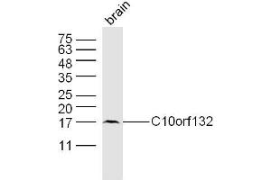 GOLGA7B antibody