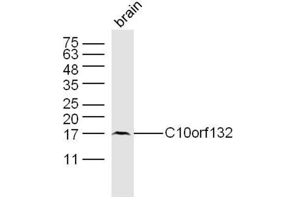 GOLGA7B antibody