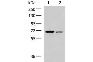 Western blot analysis of 293T and HepG2 cell lysates using EWSR1 Polyclonal Antibody at dilution of 1:1000 (EWSR1 antibody)
