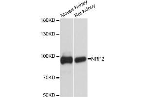 Western blot analysis of extracts of various cell lines, using NRP2 antibody (ABIN6290692) at 1:3000 dilution.