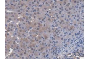DAB staining on IHC-P; Samples: Mouse Ovary Tissue (ENOX2 antibody  (AA 1-207))
