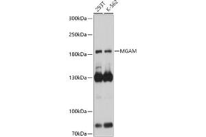 Western blot analysis of extracts of various cell lines, using MGAM antibody (ABIN7265563) at 1:1000 dilution.