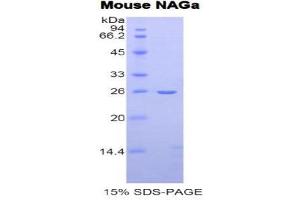 SDS-PAGE (SDS) image for N-Acetylgalactosaminidase, alpha (NAGA) (AA 18-217) protein (His tag) (ABIN2121737) (NAGA Protein (AA 18-217) (His tag))