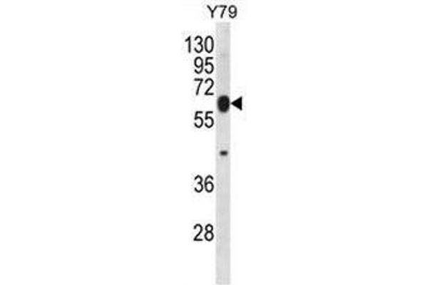 RNF180 antibody  (C-Term)
