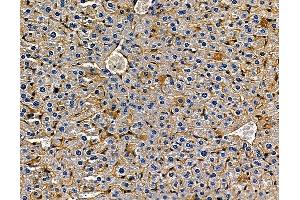 ABIN7094968 and ABIN7099024 at 1/100 staining mouse liver tissue by IHC-P. (IL17D antibody)