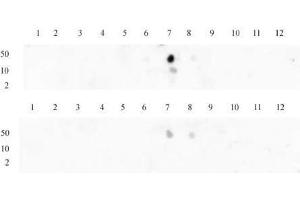 Histone H3 dimethyl Lys9 antibody tested by dot blot analysis.