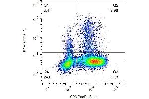 Intracellular staining of IFN gamma in PHA-activated human PBMC with anti-IFN gamma (4S. (Interferon gamma antibody  (PE))