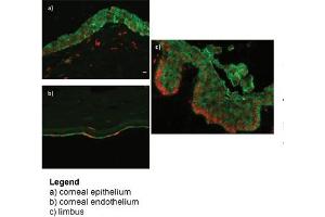 WB Suggested Anti-HNRNPA0 Antibody    Titration: 1. (RBBP9 antibody  (N-Term))