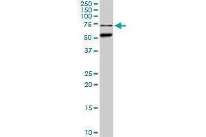 Western Blotting (WB) image for anti-CLK3 (CLK3) (AA 36-136) antibody (ABIN598613) (CLK3 antibody  (AA 36-136))
