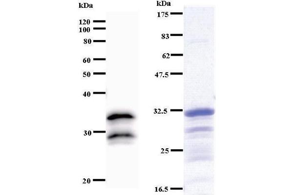 VAX2 antibody
