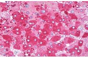 Anti-Serum Albumin antibody IHC staining of human liver. (Albumin antibody)