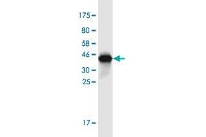 Western Blot detection against Immunogen (36. (NFKBIE antibody  (AA 403-498))