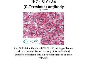 Image no. 1 for anti-Solute Carrier Family 1 (Glutamate/Neutral Amino Acid Transporter), Member 4 (SLC1A4) (C-Term) antibody (ABIN1739339) (SLC1A4 antibody  (C-Term))