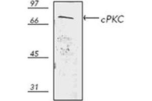 Western blot analysis of human thymus HS67 cell lysate, probed with PKC pAb. (PKC antibody)