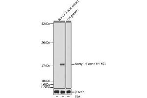 Western blot analysis of extracts of NIH/3T3 cells, using Acetyl-Histone H4-K91 antibody (ABIN7267748) at 1:1000 dilution. (Histone H4 antibody  (acLys91))