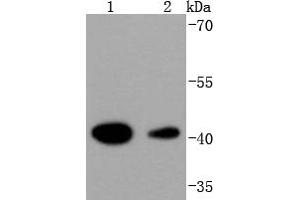 Lane 1: Hela, Lane 2: K562 lysate probed with HDAC8 (4C3) Monoclonal Antibody  at 1:1000 overnight at 4˚C.
