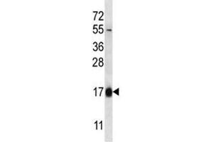 HBQ1 antibody western blot analysis in 293 lysate. (HBQ1 antibody  (AA 1-28))