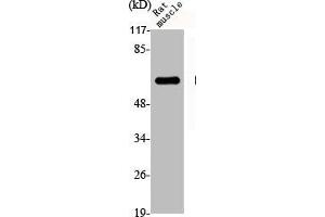 Western Blot analysis of RAT-MUSCLE cells using Dab1 Polyclonal Antibody (DAB1 antibody)